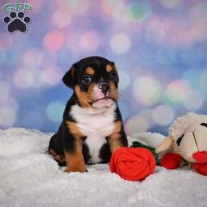 Buddy, Miniature Bulldog Puppy